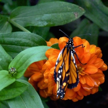 Lisa Frank Summer Butterfly